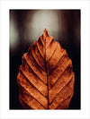 Autumn Leaf