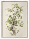 This captivating artwork depicts a lush tree adorned with an abundance of green apples. The intricate details of the tree’s bark and the varying shades of green in the leaves and apples showcase the artist's keen eye for nature's beauty. The simplicity of the plain background draws focus to the tree's natural splendor, evoking a sense of growth and abundance. This piece is perfect for those looking to bring a touch of nature's bounty and tranquility into their space.