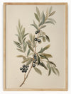 This stunning botanical illustration features a beautifully detailed branch adorned with clusters of dark berries and lush green leaves. The elongated, pointed leaves come in various shades of green, adding depth and realism to the artwork. The round, dark berries are grouped in small clusters along the branch, showcasing nature's intricate beauty.