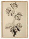 This detailed botanical illustration features a plant with large, broad leaves intricately drawn to showcase the veins and texture of each leaf. The black and white rendering adds a timeless elegance, highlighting the natural beauty and complexity of the plant. This classic piece captures the intricate details of the botanical world, making it a stunning and elegant addition to any collection.