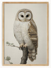 This stunning illustration features a majestic owl perched on a branch, exuding an air of wisdom and tranquility. The owl's round face and large, dark eyes capture attention, while its white feathers with brown and beige patterns add depth and realism to the depiction.