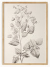 This detailed pencil drawing showcases a plant with smooth, large leaves and clusters of small, unopened flower buds at the top. The intricate shading and precise detailing lend a realistic and three-dimensional appearance to the plant, highlighting its natural beauty and complexity.