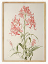 "Petal Harmony" is a captivating botanical illustration featuring a flowering plant with clusters of large, trumpet-shaped pink flowers. The delicate petals and stamens of the flowers are rendered with great detail, highlighting their natural beauty. The plant's long, slender green leaves add a touch of elegance to the composition. This artwork showcases the intricate artistry involved in botanical illustrations and celebrates the vibrant colors and graceful forms found in nature.