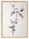 This illustration showcases a delicate branch adorned with multiple leaves. Each leaf is intricately detailed with fine lines and shading, highlighting their realistic texture and growth stages. The simplicity of the background draws attention to the natural beauty and intricacy of the branch, making it an elegant and timeless piece of botanical art.