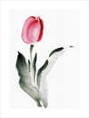 Tulipe en fleurs