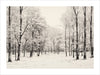 Experience the beauty of nature with our Winter Forest fine art print. This high-quality print features a detailed graphite drawing of a peaceful winter forest. Perfect for adding a touch of nature to any room in your home. Transform your space into a serene winter wonderland with this stunning piece.